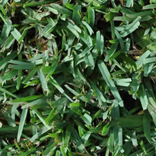 ST. AUGUSTINE SOD - FLORATAM